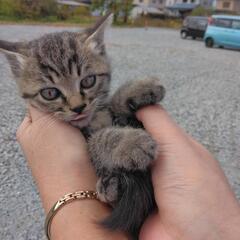 小猫　☆急募☆の画像