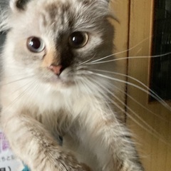 アメリカンカール子猫・成猫