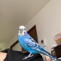 セキセイインコ探してます