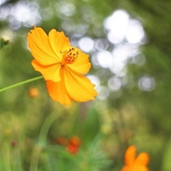 11/18開催！500円写真教室「あいち花マルシェ2022」アートディレクターが教える！あいちの花の写真講座 ［スマホでもOK］の画像