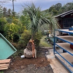 ヤシです。