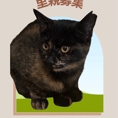 ♡心やさしいサビ猫ちゃん♡生後5か月半♡
