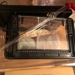 多数、お問合せを頂いたため出品停止中です。昆虫類または爬虫類グッズ（11月10日くらいまで）の画像