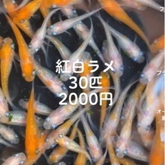 ⭐︎紅白ラメ　30匹　2000円⭐︎