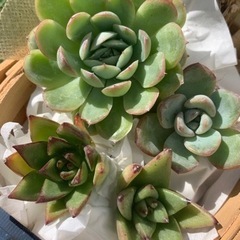 エケベリアセット　寄せ植え　多肉植物