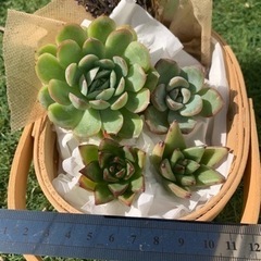 エケベリアセット　寄せ植え　多肉植物の画像