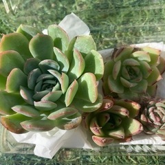 エケベリア　多肉植物　寄せ植えセットの画像