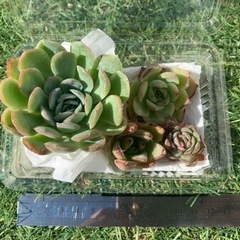 エケベリア　多肉植物　寄せ植えセットの画像