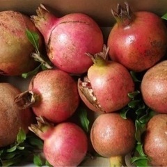 兵庫県産　無農薬　完熟ザクロ　1,200gの画像