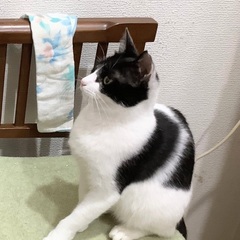 お友達猫さんにしてね