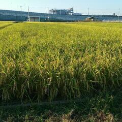もみ殻　籾殻　オーガニック　くん炭　土壌改善　野菜作り　家庭菜園...