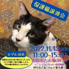 ねこけん千葉支部保護猫譲渡会