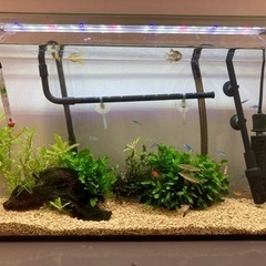 100円〜熱帯魚&水草