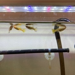 100円〜熱帯魚&水草の画像