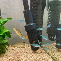 100円〜熱帯魚&水草の画像