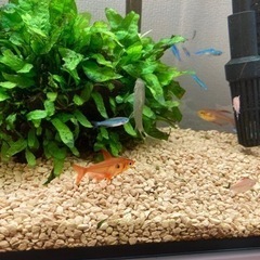 100円〜熱帯魚&水草の画像