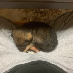 野良子犬　　届け済み飼い主不在