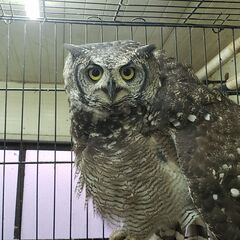 お掃除・整理整頓・日雇い日払い・数日　生き物大好きな方もの画像
