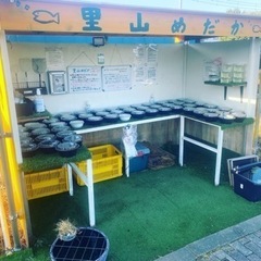 里山めだか無人販売所　11/3出店の画像