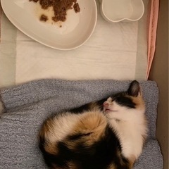 三毛猫、2ヶ月くらいの女の子
