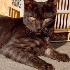 5ヶ月くらいの黒猫男子兄弟