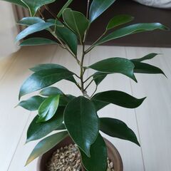ガジュマル 2本寄せ植え～挿し木２年目～