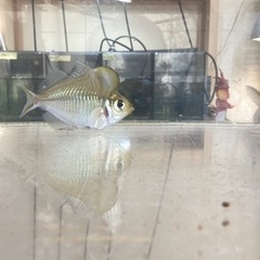 11.3日入荷