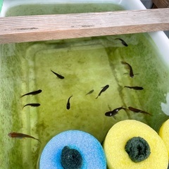 メダカ（黄泉）の針子・稚魚の画像