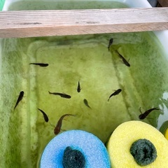 メダカ（黄泉）の針子・稚魚