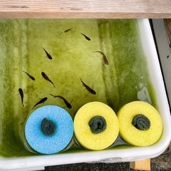 メダカ（黄泉）の針子・稚魚の画像
