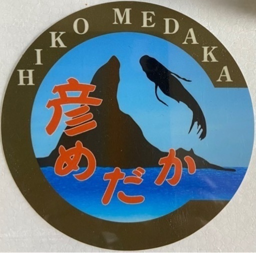 彦めだか　11月3日