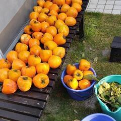 蜂谷干し柿
