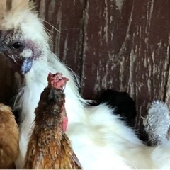 烏骨鶏のハゲ