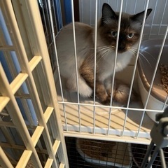 ヒマラヤンみたいな長毛種の美しい猫　譲渡完了しました。