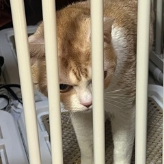 スコティッシュフォールド