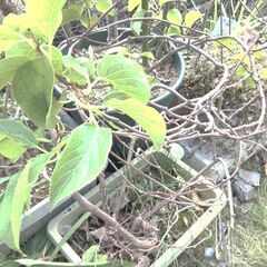 決まりました）ミニキウイフルーツ苗差し上げます