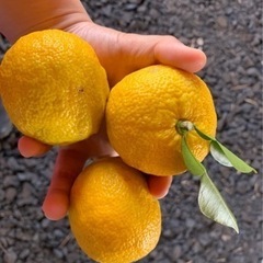 原木ゆず完全無農薬の画像