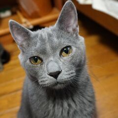 つやつやグレーのニャーロくん、　仲良しキジトラ、ビオラちゃんと一緒に