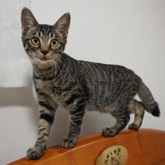 目がパッチリ、ビオラちゃん、　仲良しニャーロ君と一緒に