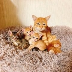 珍しい茶トラのお母さん猫と茶トラ子猫3匹✩.*˚
