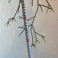リプサリスの画像