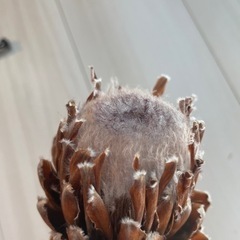 ドライフラワー プロテア スザーラ 1本の画像