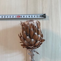 ドライフラワー プロテア スザーラ 1本の画像