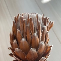 ドライフラワー プロテア スザーラ 1本の画像