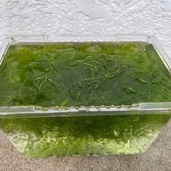 水草