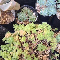 多肉植物の画像