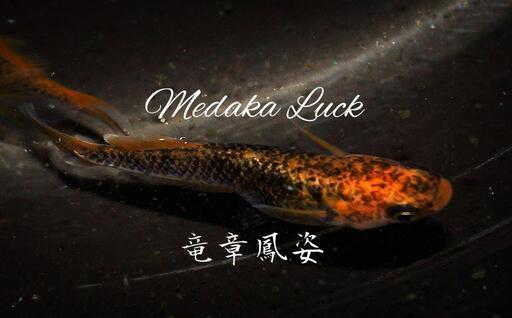 星田めだか様血統　竜章鳳姿　稚魚10匹〜