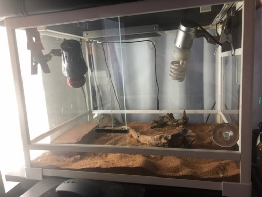 爬虫類飼育セット フトアゴヒゲトカゲ