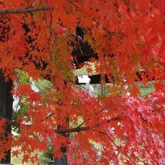 11/26(土)　紅葉散歩に行きませんか～
