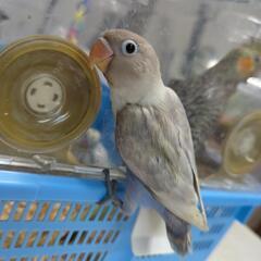 白ボタンインコもう一羽の子です。